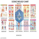 Science Gallery Chart